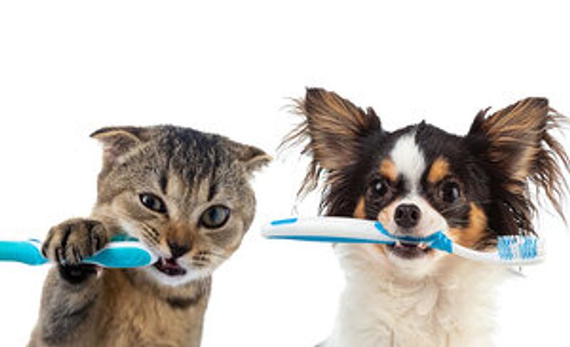 Cuidado Dental en Perros y Gatos: