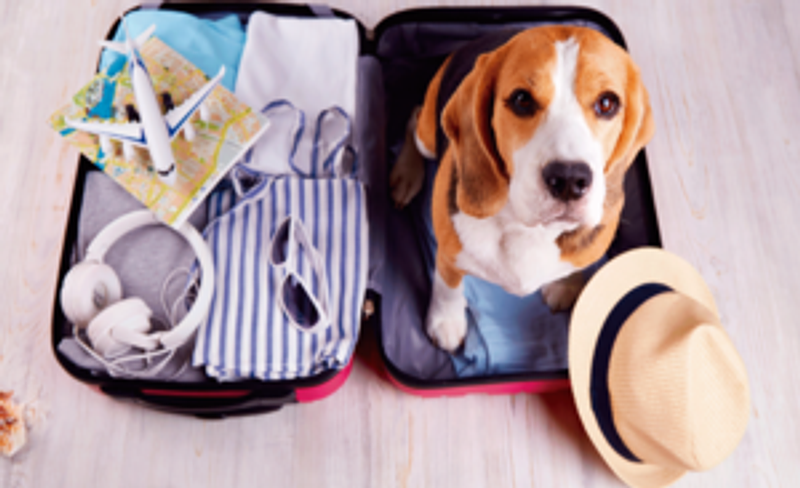 Viajar con Mascotas: ¡Aventuras Juntos, Sin Estrés! 🐾✈️